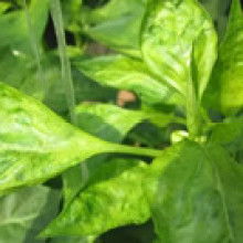  澧縣洪發調味食品廠 主營 辣椒 豆瓣 小麥等 醬