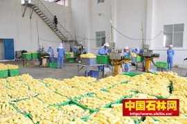 石林禾澤蔬菜速凍加工廠正在作業