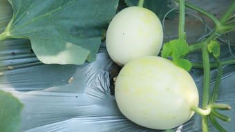 匯泉農業 農副產品收購的專業力量，為何你還不知道？